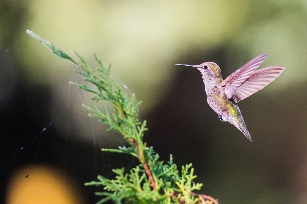 Сибирская Колибри Бражник