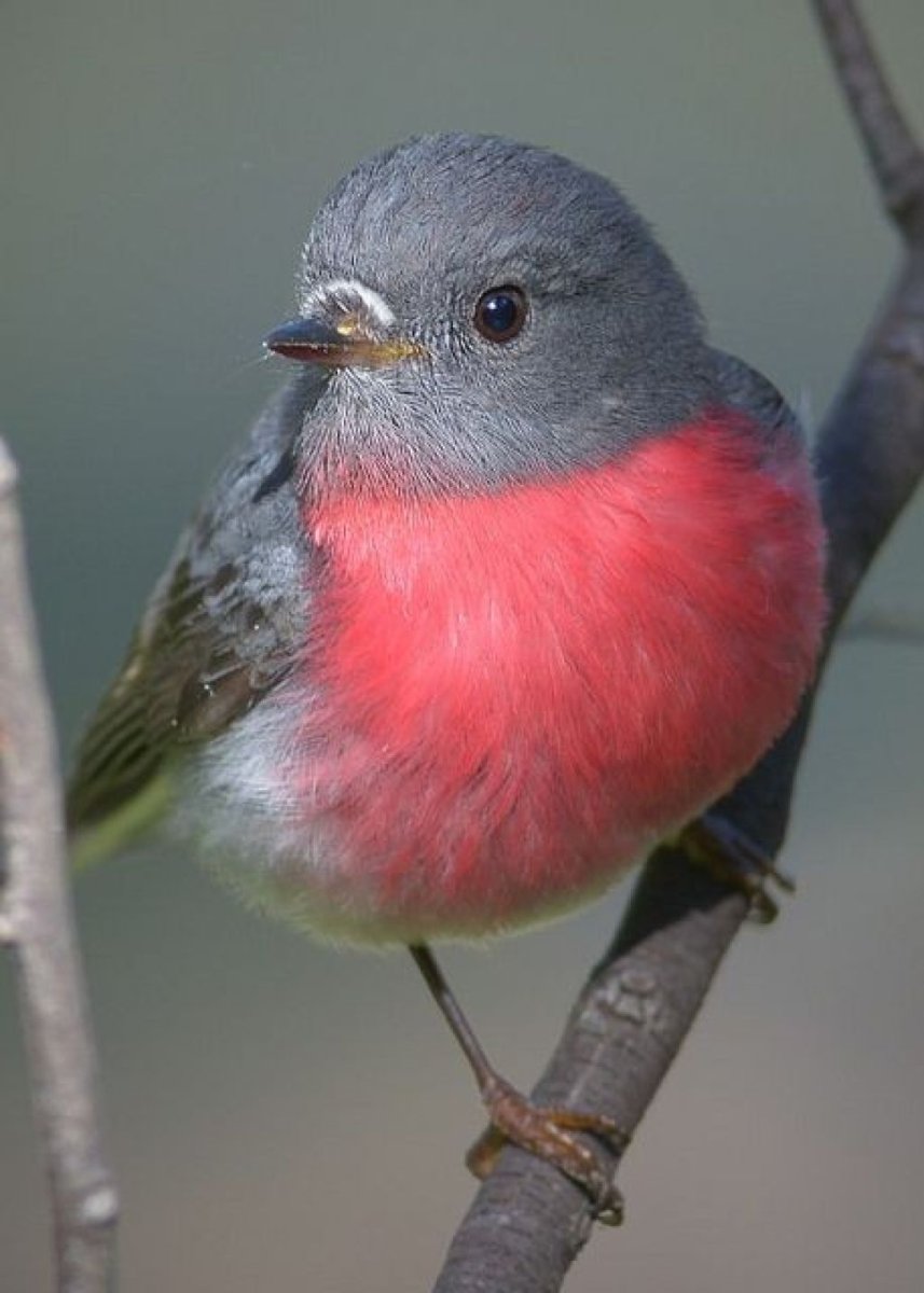 Малиноаогоудая петроика