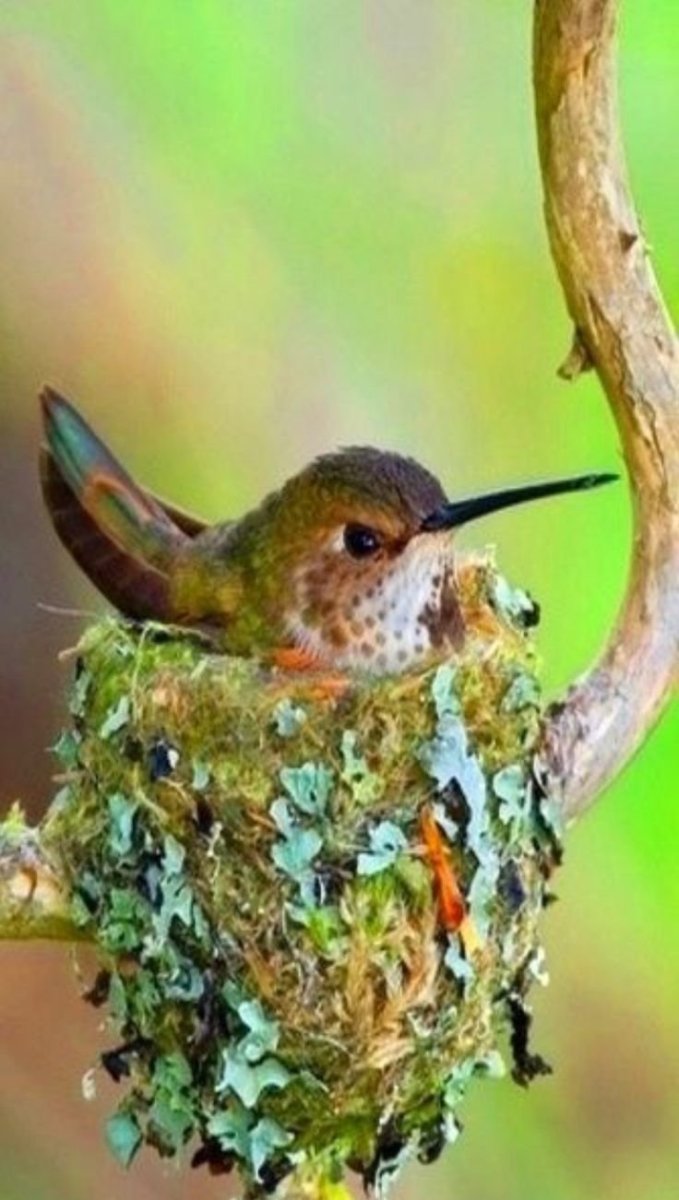 Колибри Пчелка гнездо