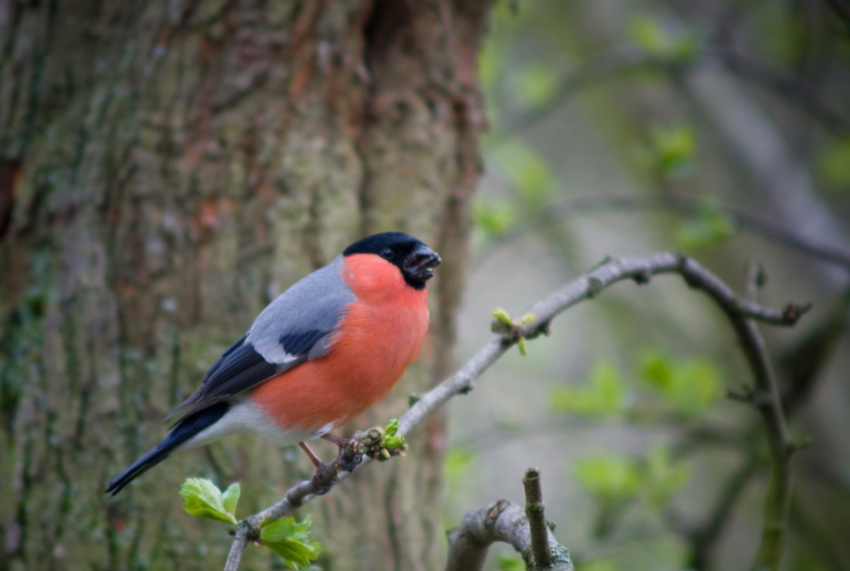 Птицы с красной грудкой Снегирь