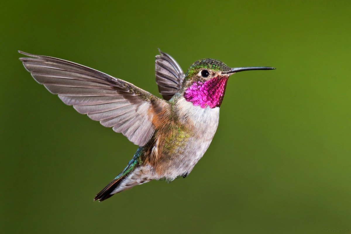 Самая маленькая птичка Колибри