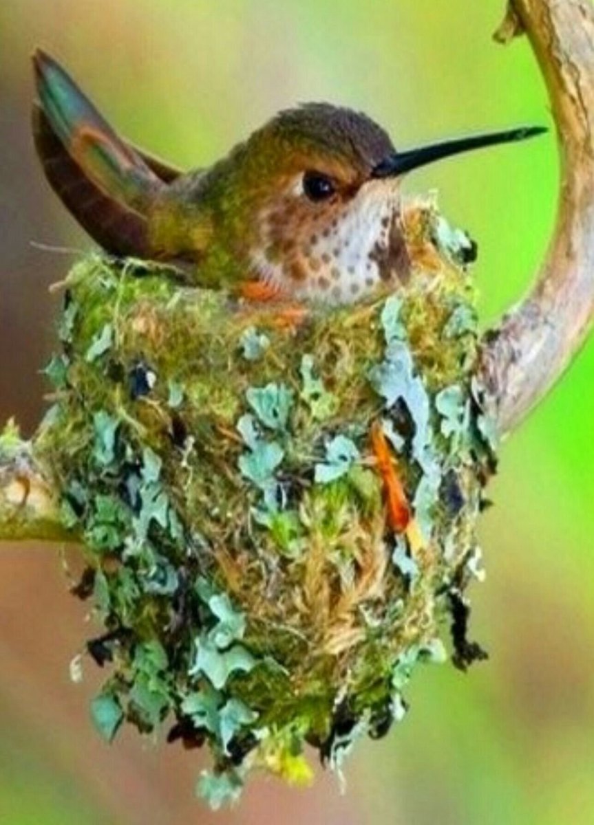 Яйцо птички Колибри