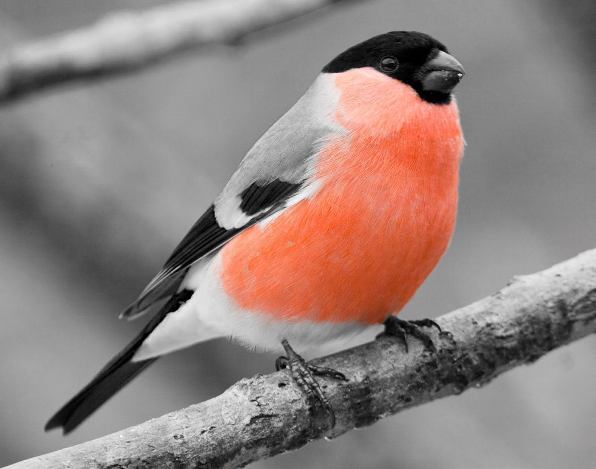 Птицы Снегирь синица Воробей