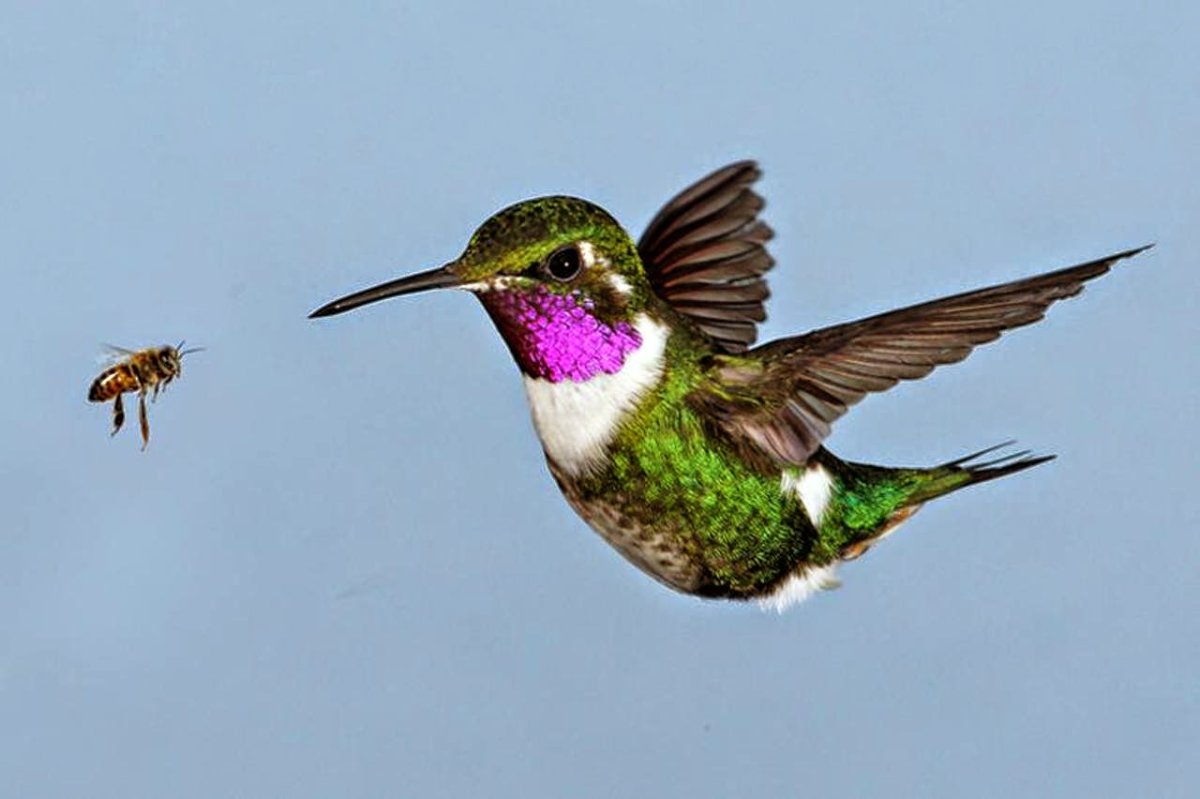 Самая большая Колибри