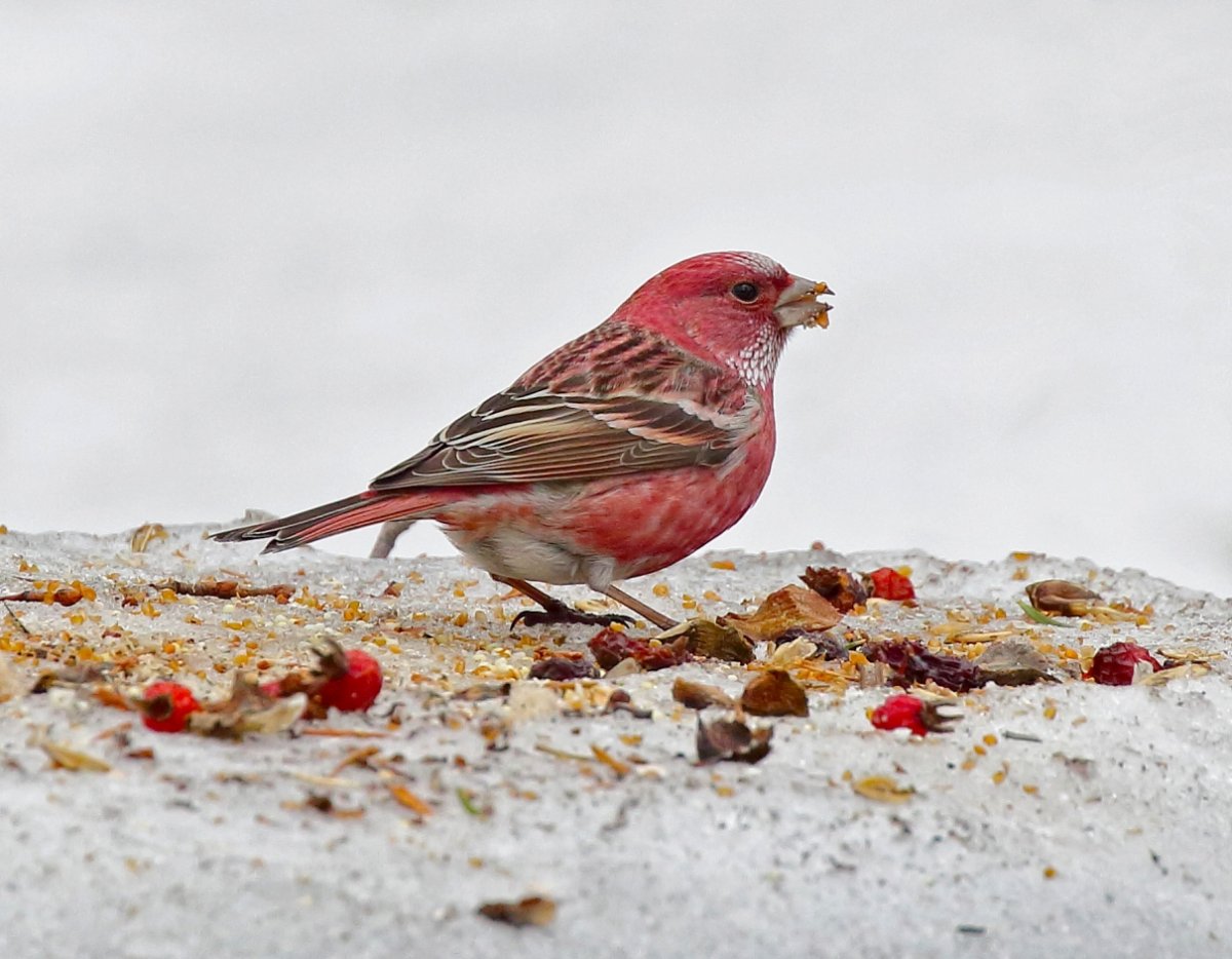 Сибирская чечевица птица