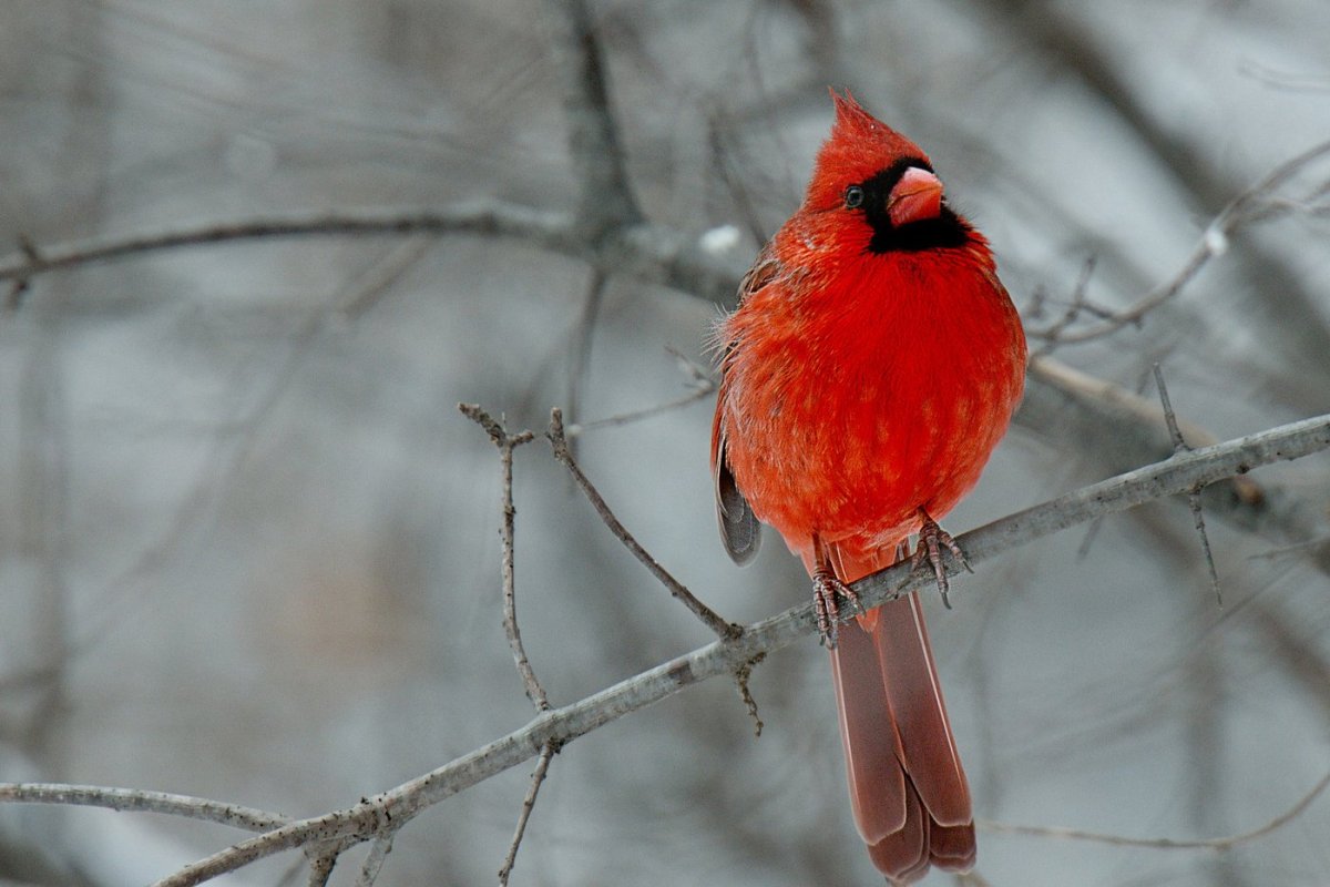 Свиристель и красный Кардинал