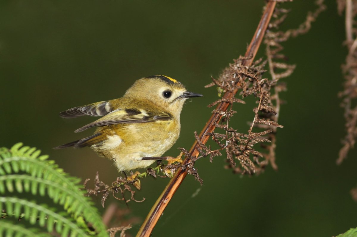 Самая маленькая птица беларуси