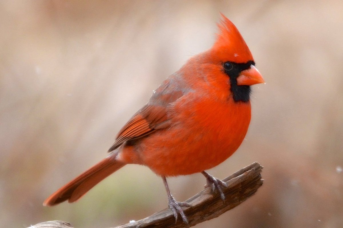 Northern Cardinal птица