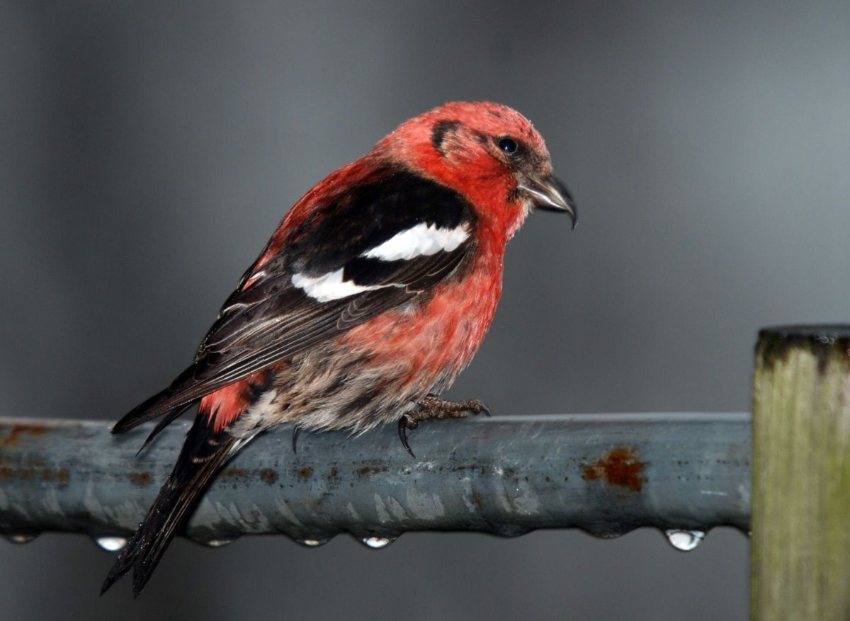 Белокрылый клёст