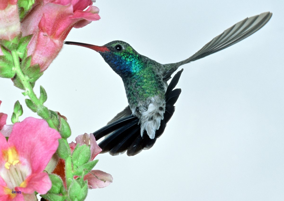 Колибри опыляет