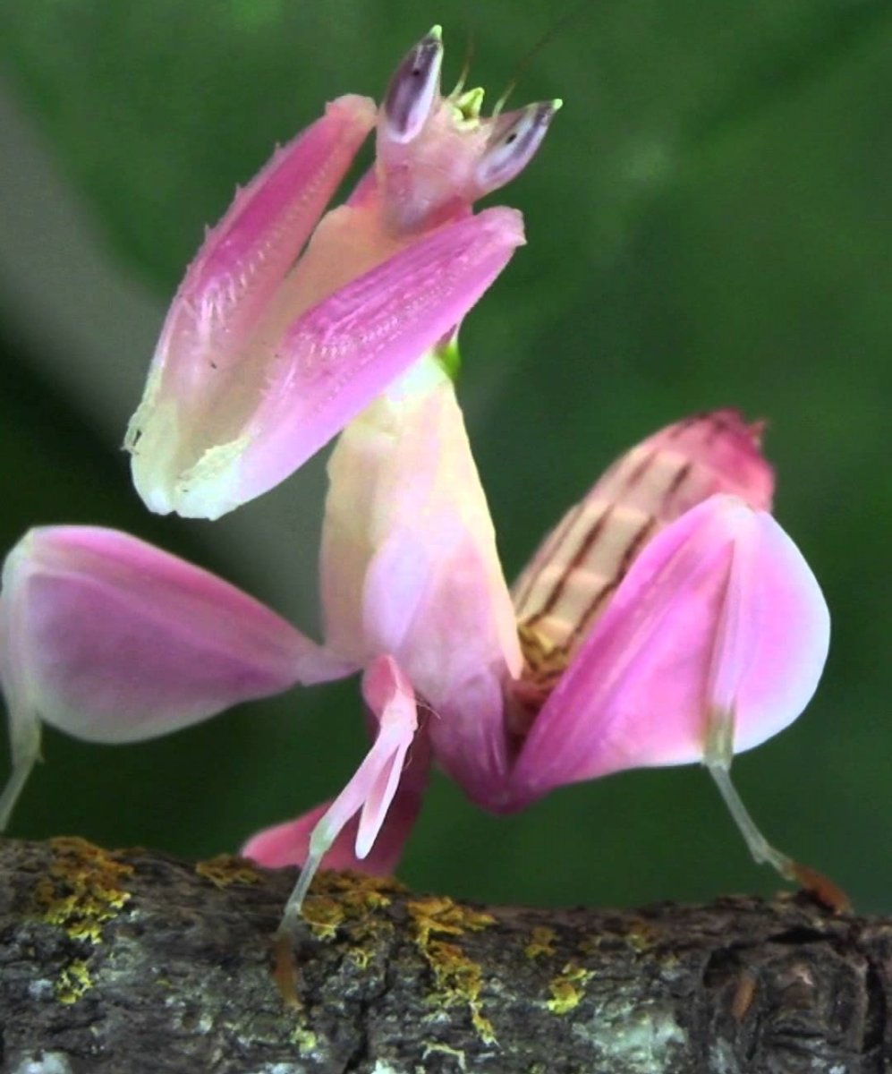 Орхидейный богомол