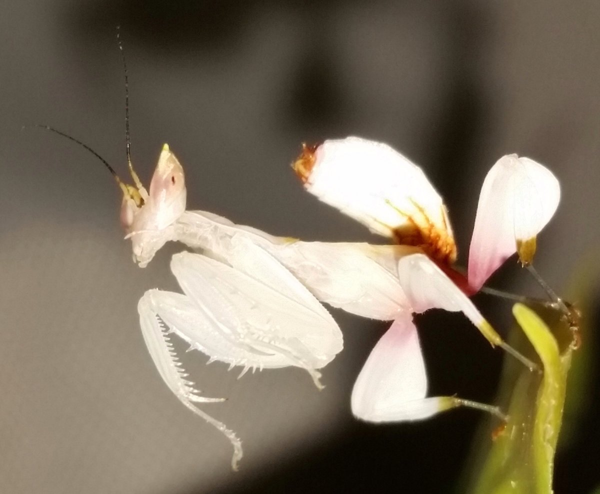 Нимфа и Имаго Hymenopus coronatus