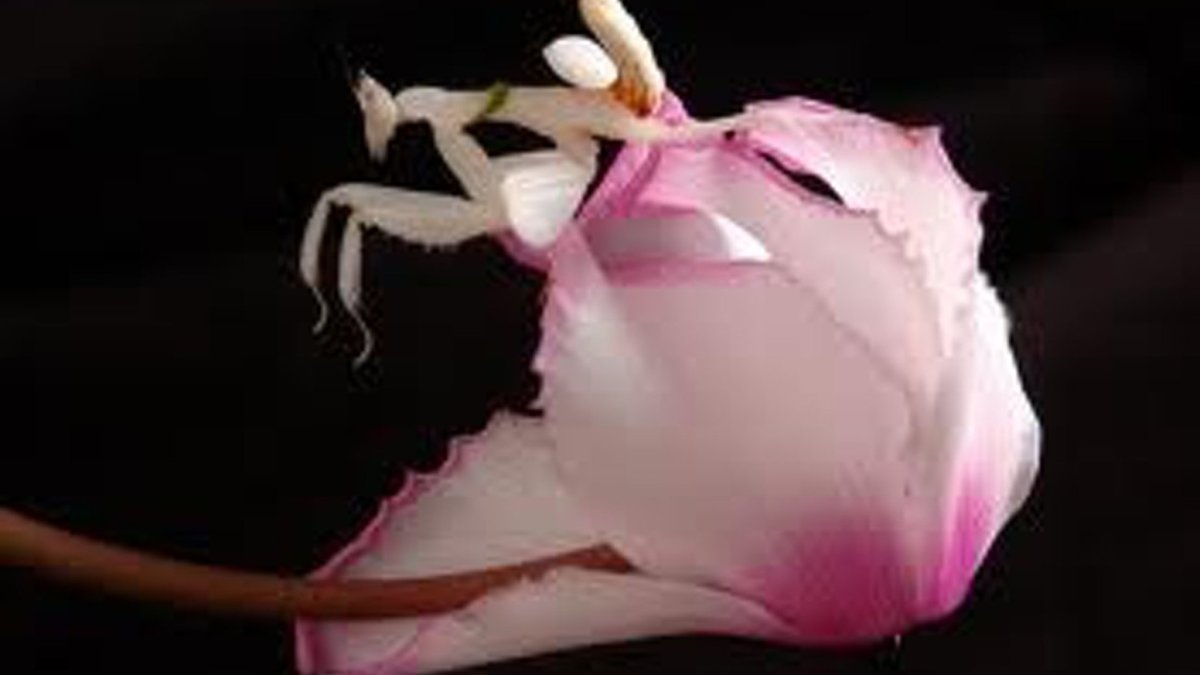 Богомол который красного цвета и становится розового цвета