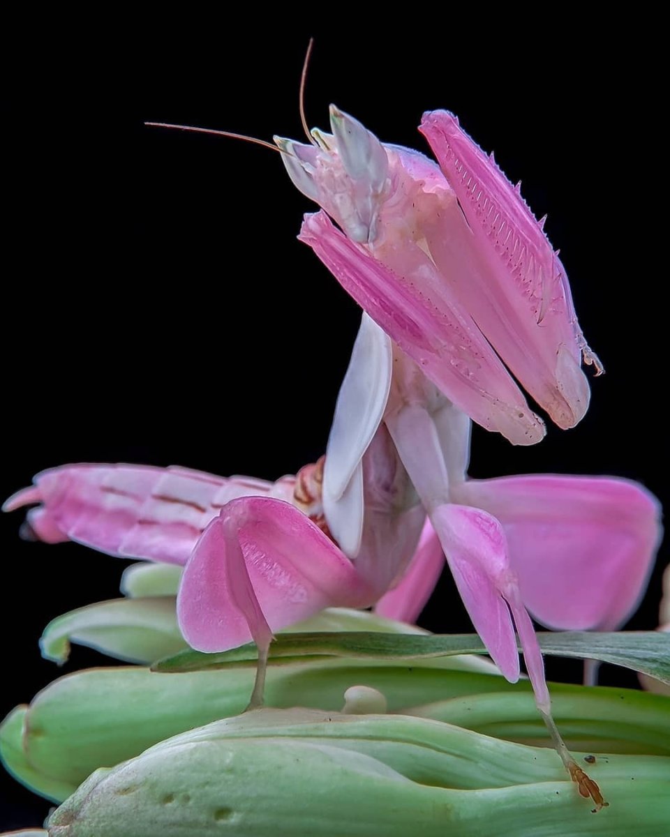 Богомол Hymenopus coronatus