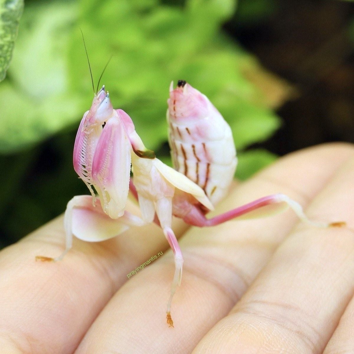 Богомол Hymenopus coronatus