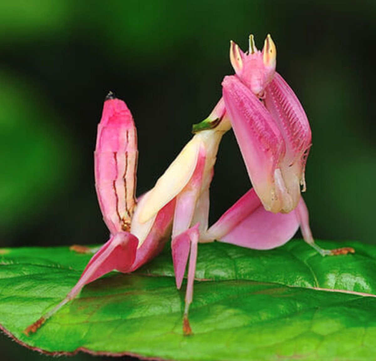 Малазийский орхидейный богомол