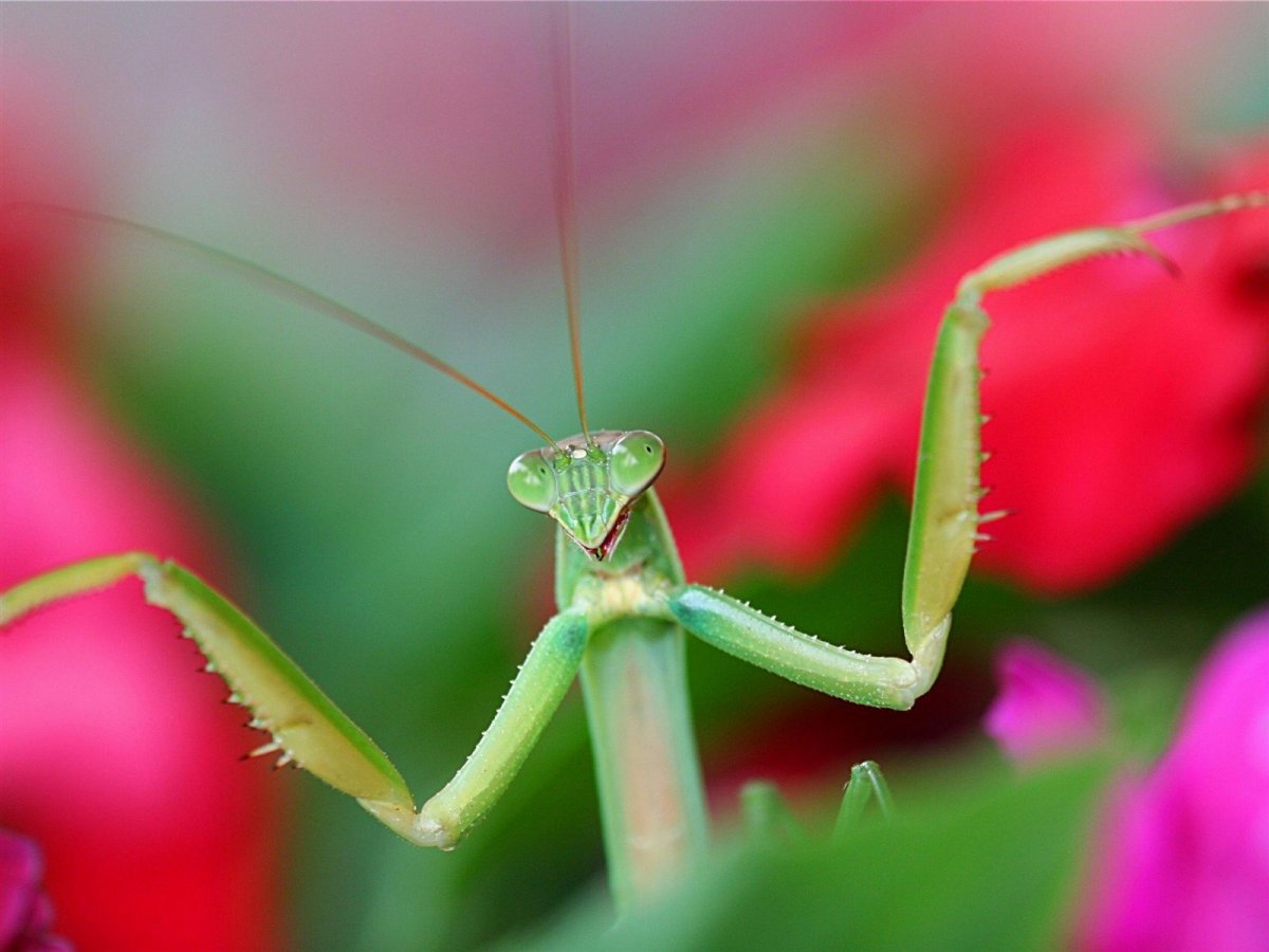 Розовый орхидейный богомол