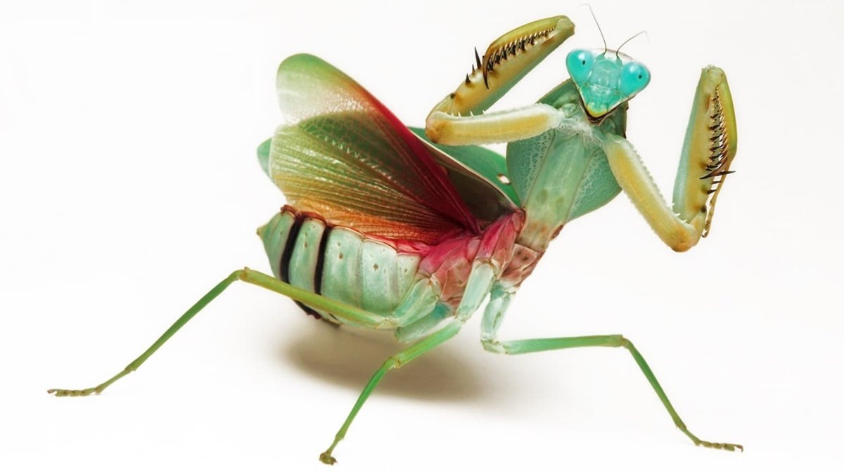 Богомол Мантис(бабочка)