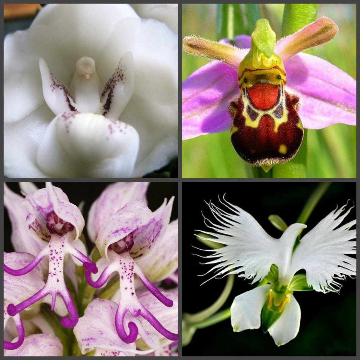 Селекционная архидейно скрещенная Лилия