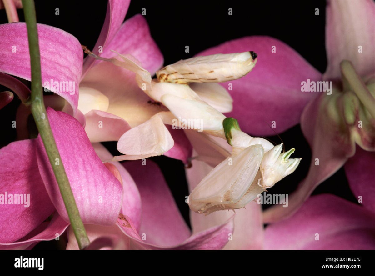 Orchid Mantis группа