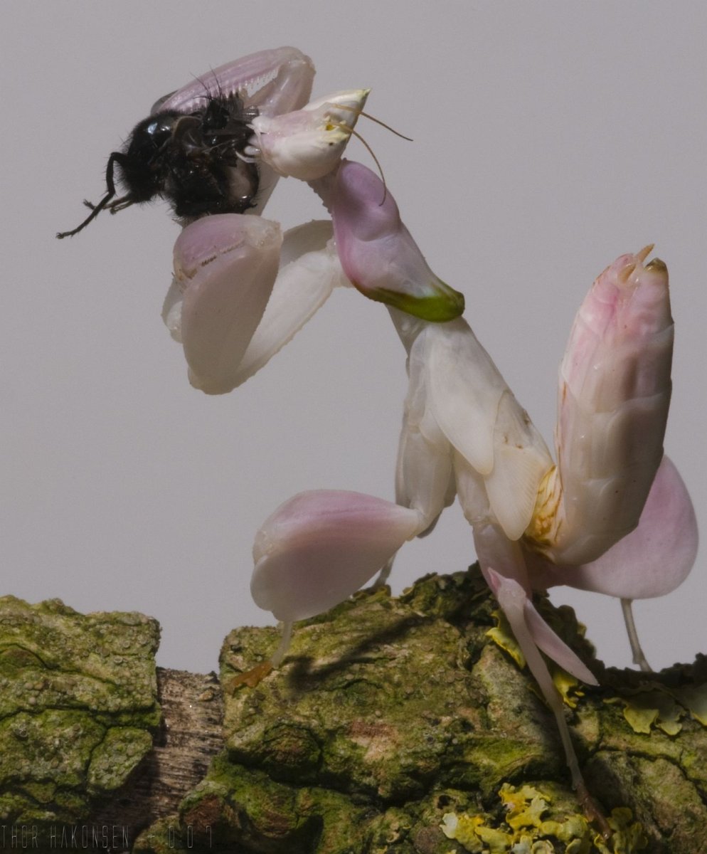 Богомол Hymenopus coronatus