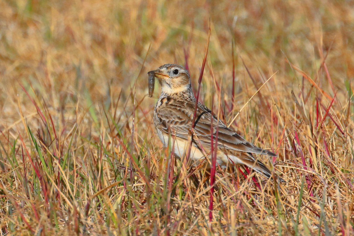Ареал полевого жаворонка