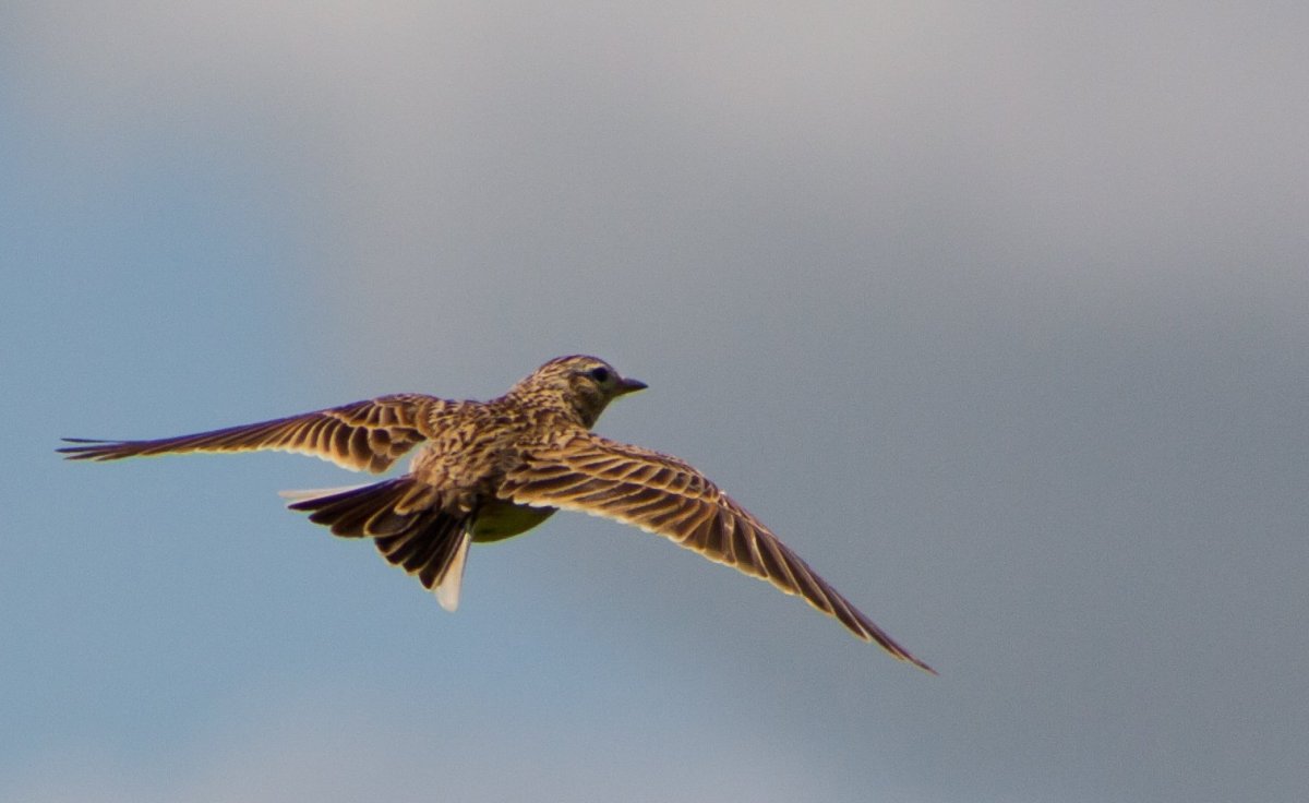 Полевой Жаворонок в полете