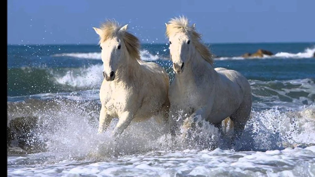 Пара лошадей