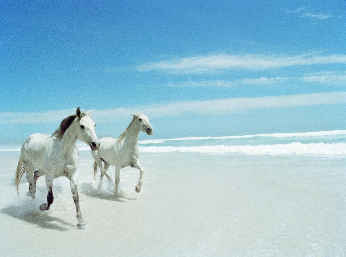 Лошадь бежит по берегу моря