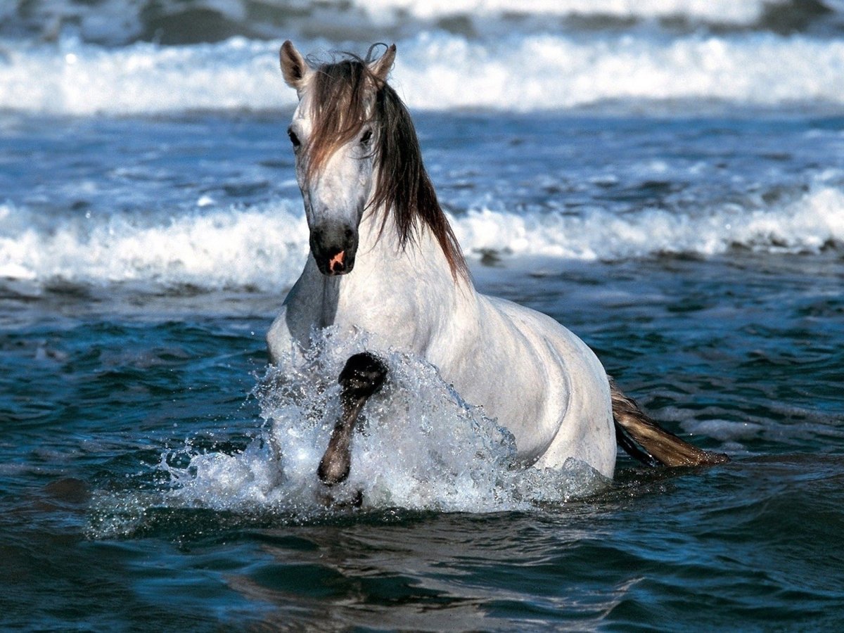 Лошадь плывет