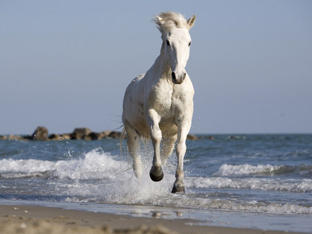 Белая лошадь на море