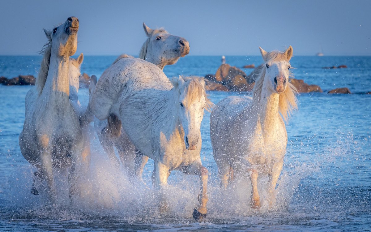 Море лошади табун
