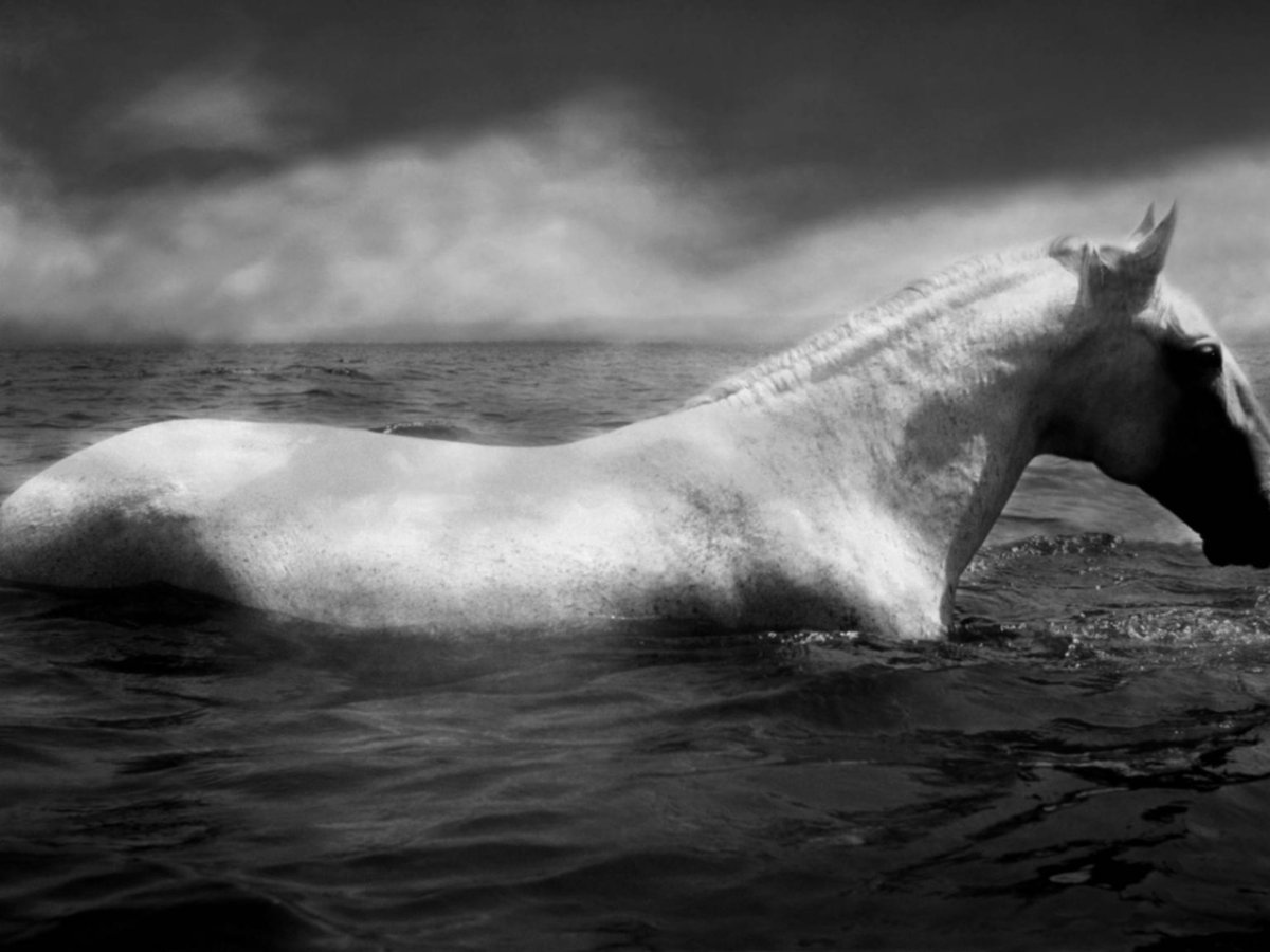 Конь плывет за кораблем
