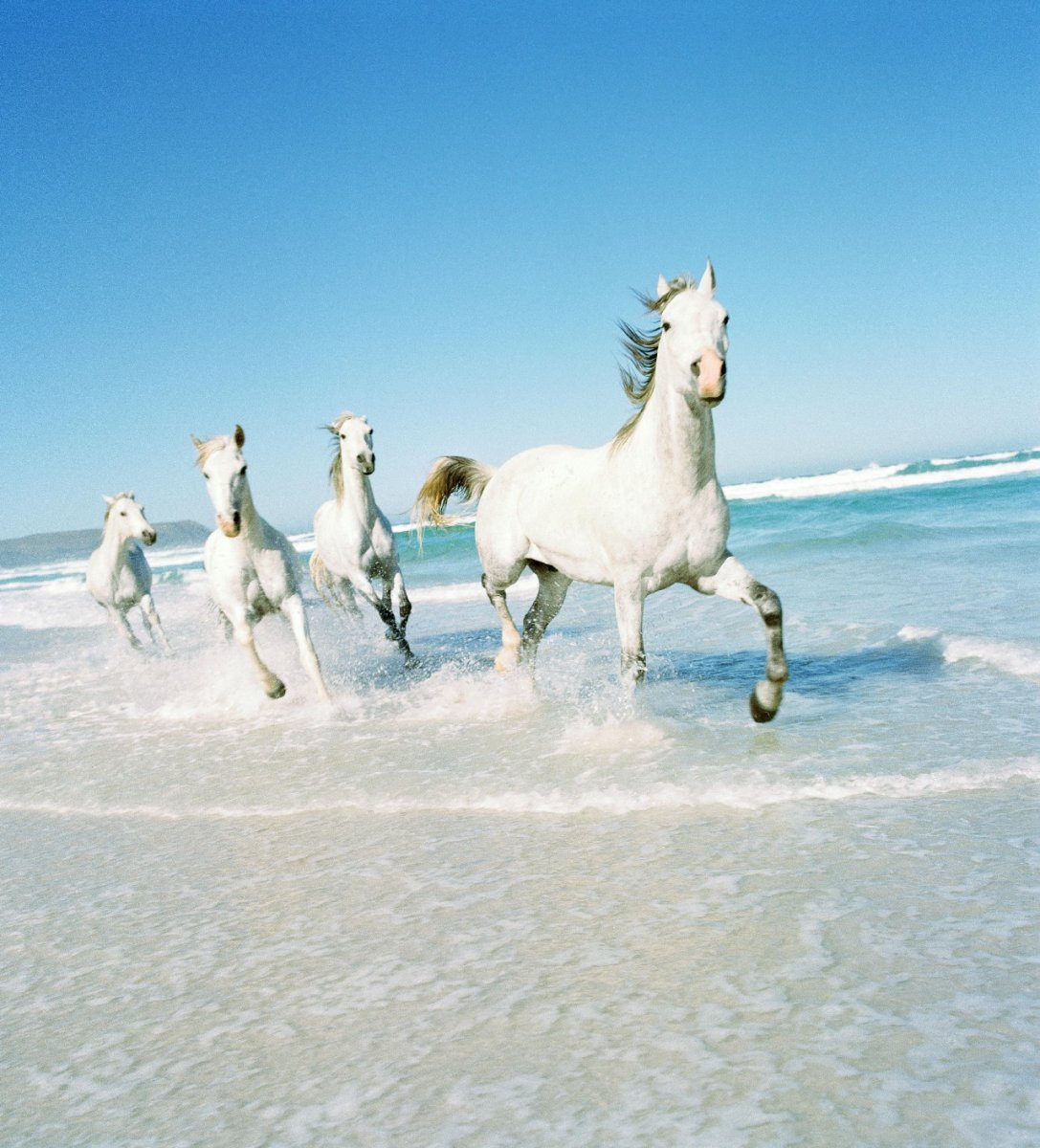 Лошади в океане