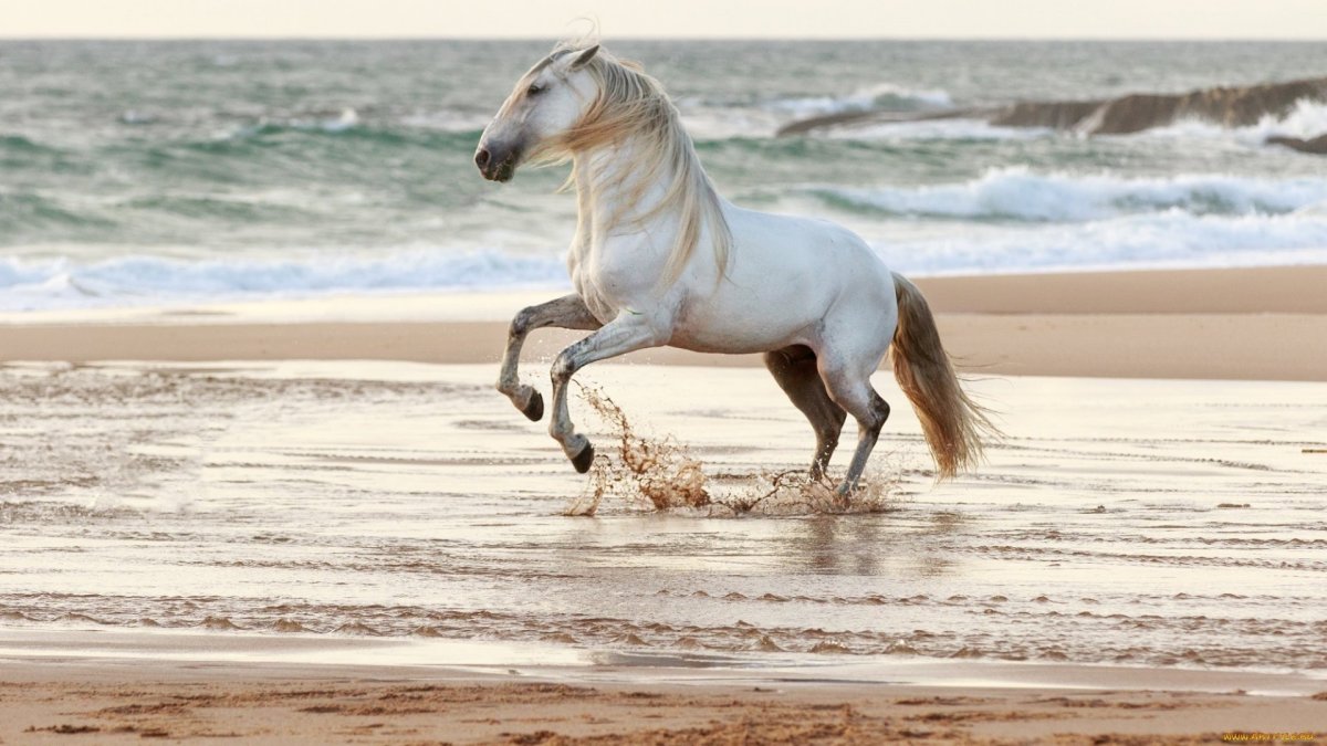 Лошади и море