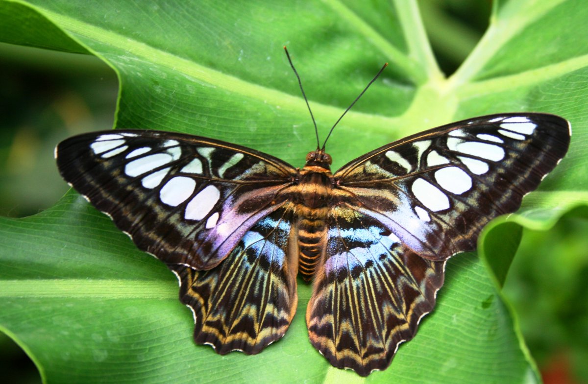 Пол у самок бабочки. Parthenos Sylvia бабочка. Бабочка Севилья тигровая. Parthenos Sylvia размах крыльев.