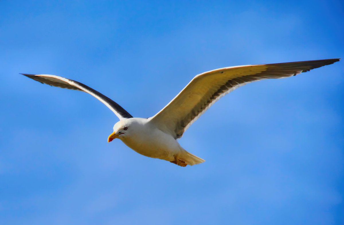 Альбатрос птица