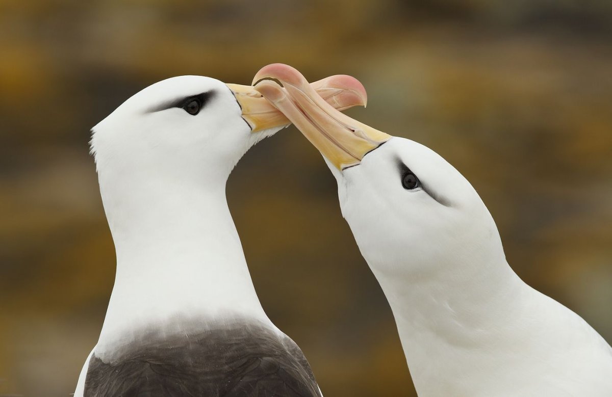 Альбатрос целуются