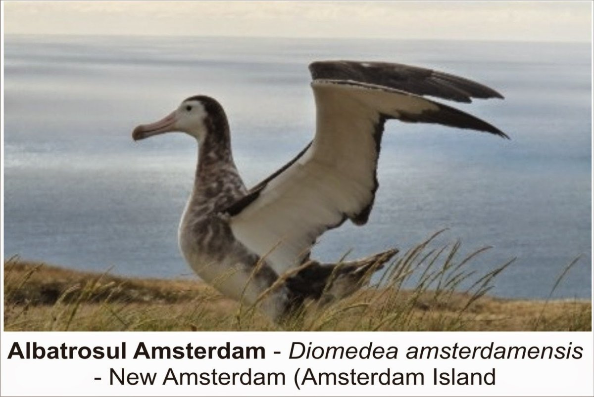 Амстердамский Альбатрос и сероголовый Альбатрос