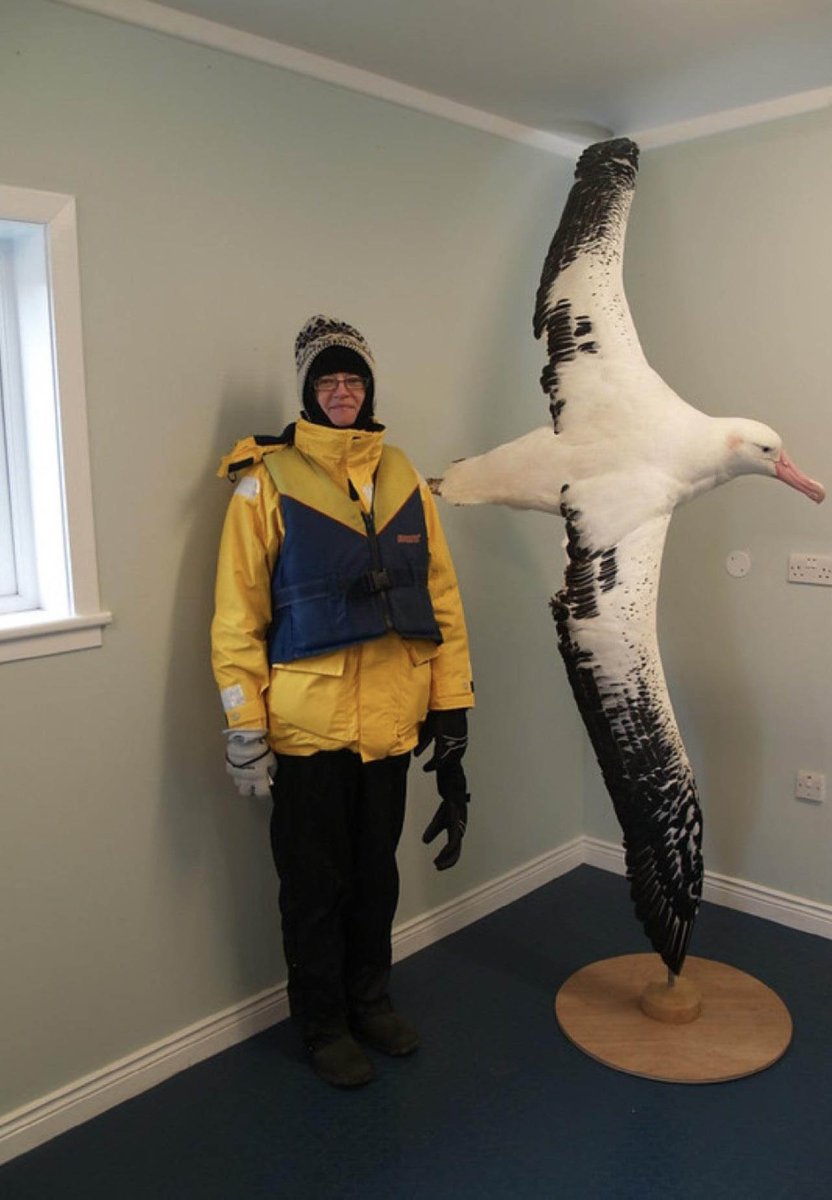 Странствующий Альбатрос размах крыльев