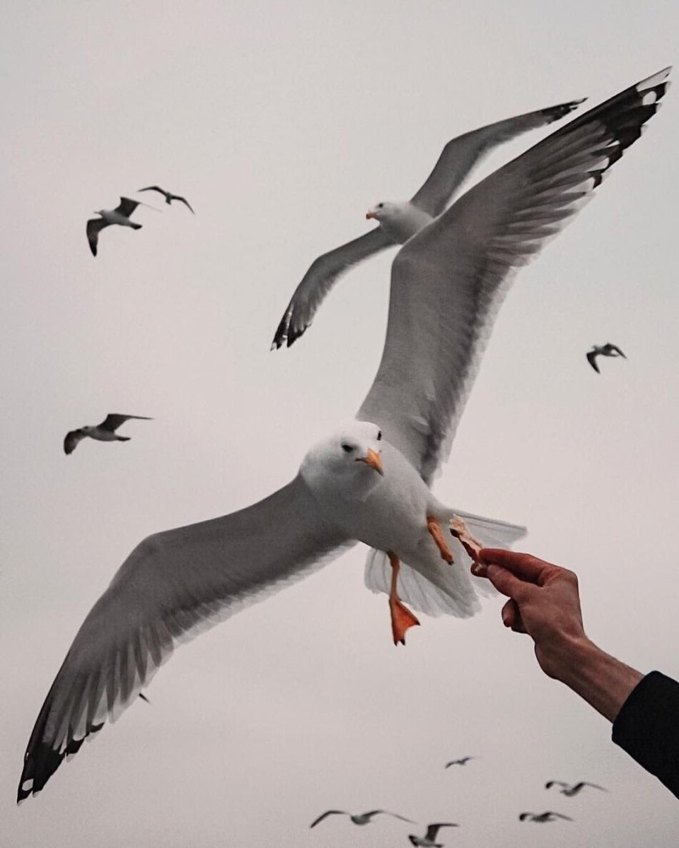 Птица Каролина