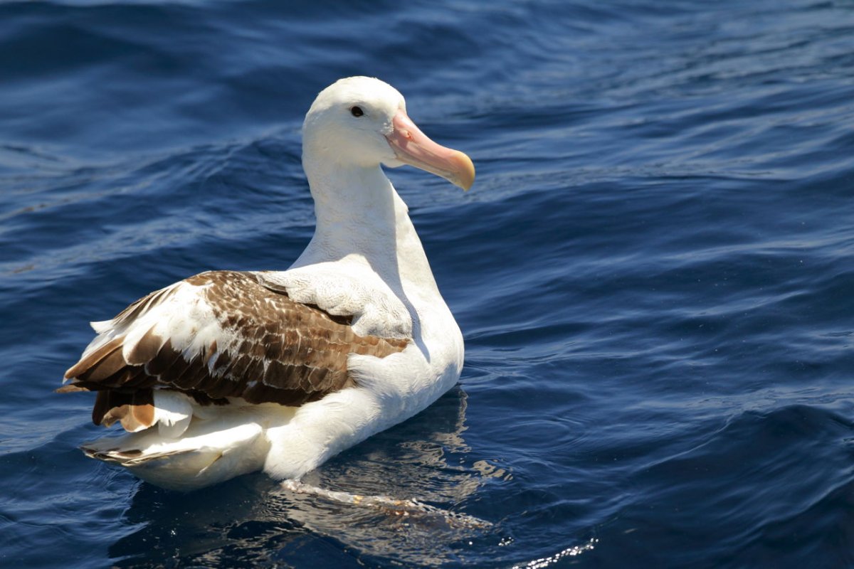 Особенности морфологии Альбатроса