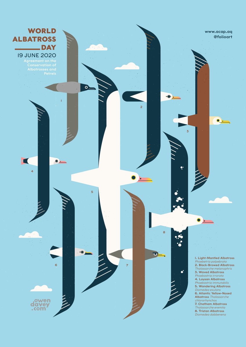 19 Июня Всемирный день Альбатроса картинки
