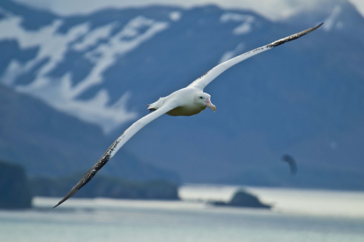 Птицы Антарктиды Альбатрос
