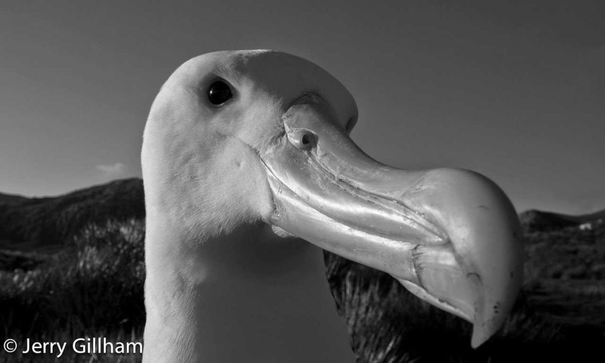 Картинка смешной Альбатрос