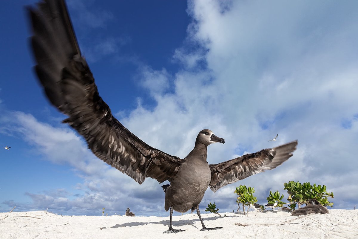 Черный Альбатрос птица