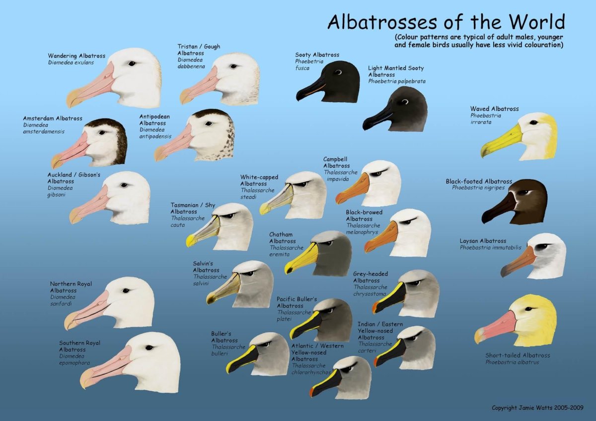 Тема Albatross Linux