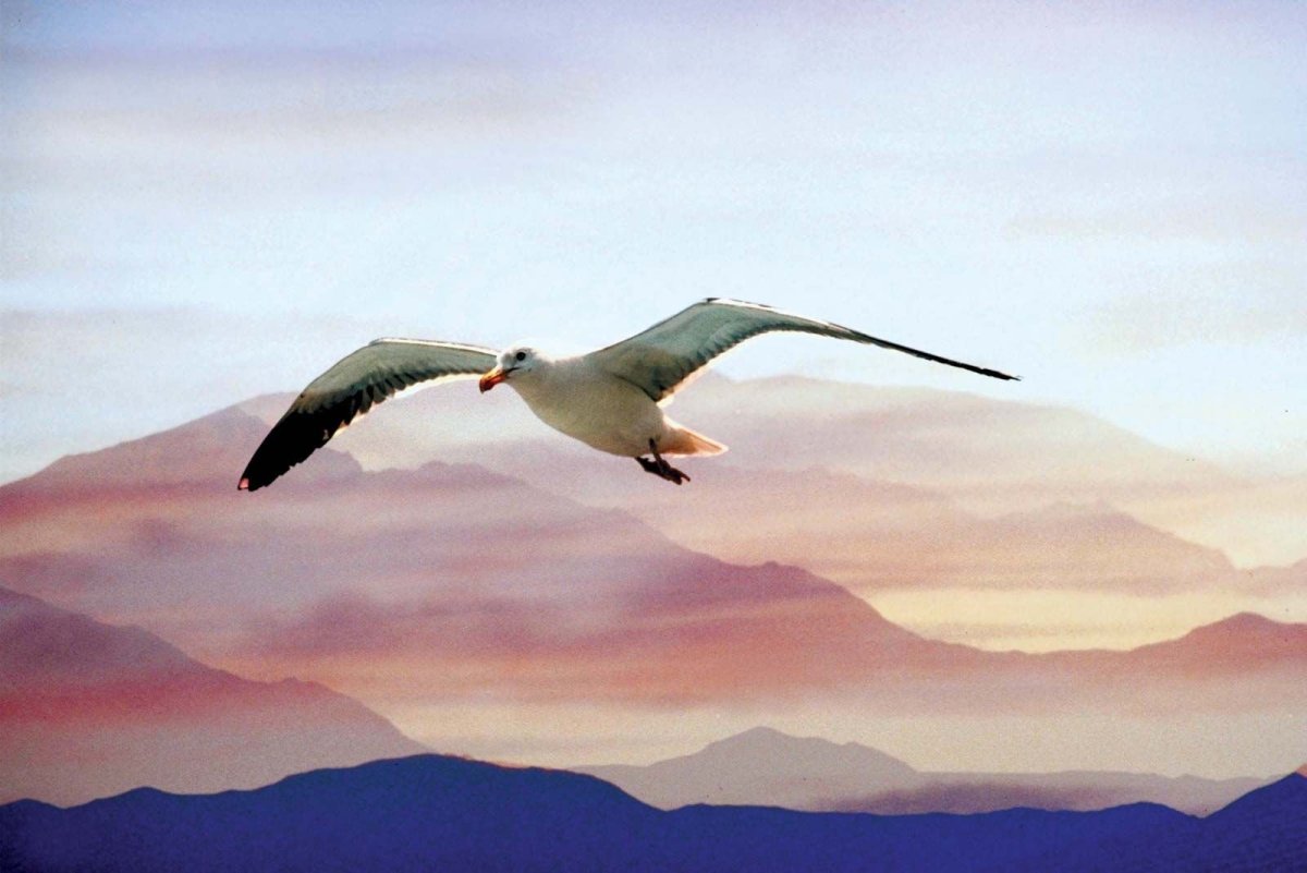 Полет птицы картина