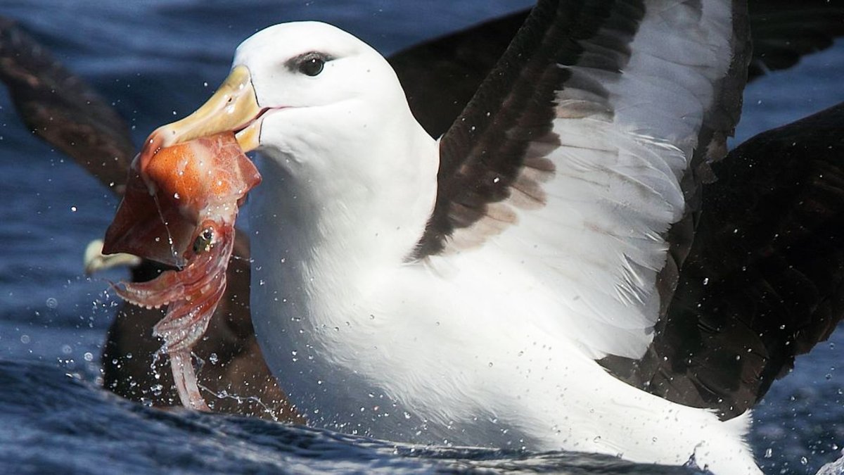 Птицы рекордсмены белоспинный Альбатрос
