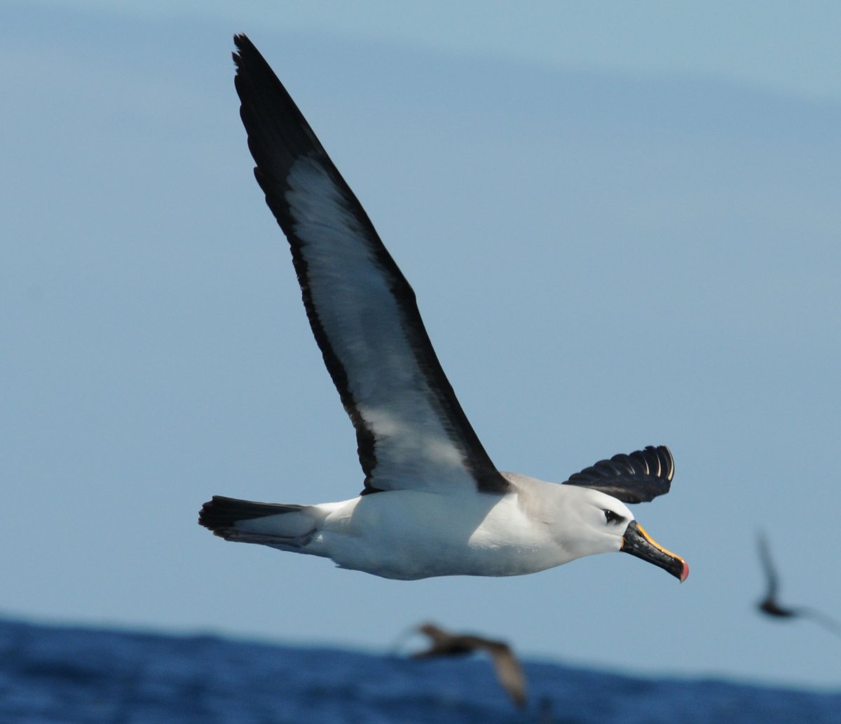 Желтоклювый Буревестник